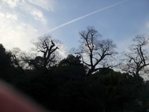 20130131_164530.jpg